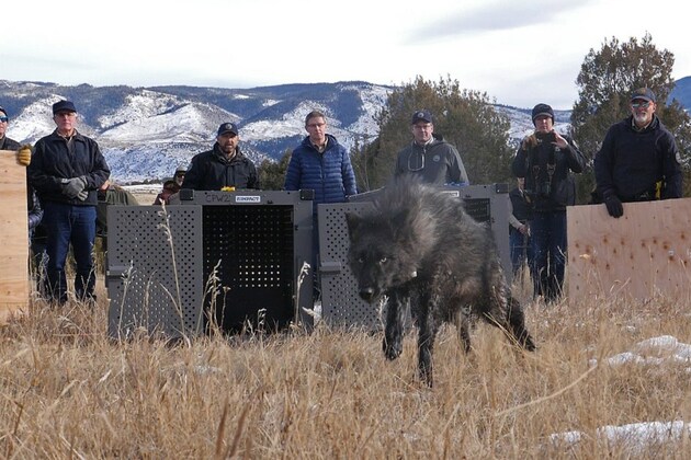 Boebert&#39;s attack on wolves is unfounded (Opinion)