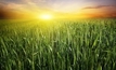 Apps set to revolutionise crop management