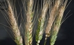 Research project to boost durum wheat resistance launched