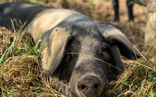 Breed societies play key role in supporting rare breeds