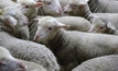 Aussie lamb supply set to spike
