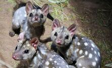 The Chuditch, or the Western Quoll is Western Australia's largest endemic mammalian carnivore. 