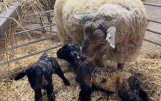 Britain's 'loneliest sheep' gives birth to healthy lambs