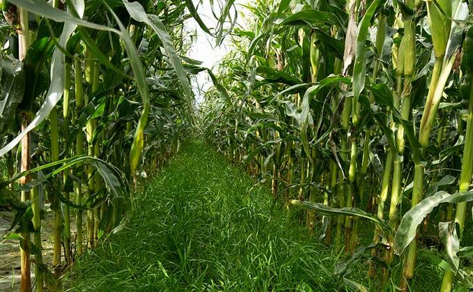 Understanding the benefits of under-sowing maize