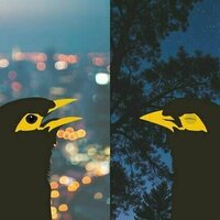Sleepy birds, quiet dawns: how noisy, bright city nights disrupt and change birdsong