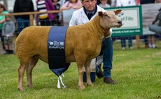ROYAL HIGHLAND SHOW: Charollais gimmer takes individual inter-breed in sheep section