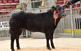 Sales round up: Show calves at Skipton, Cheviots at Longtown, dairy sales