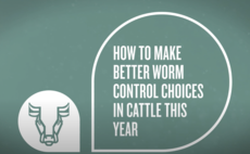 How to make better worm control choices in cattle this year