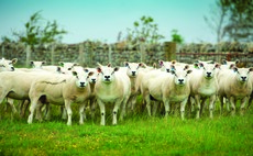 40 ewes stolen from Welsh farm in the Brecon Beacons National Park