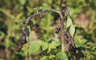 Top tips to manage the blight risk this season