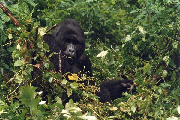 A gorilla's lifespan is between 35 and 40 years