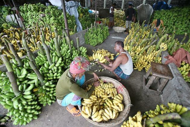 Asia Album: Bangladesh fruit harvest season
