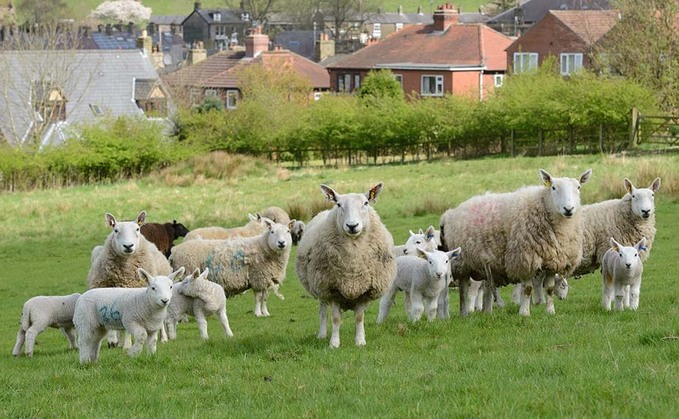 Man convicted after stealing sheep and feeding it to hounds