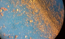 Royal Mines’ magnified gold concentrate from ash product