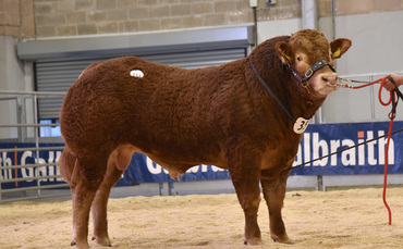 Stirling Bull Sales: Limousin trade tops at 20,000gns