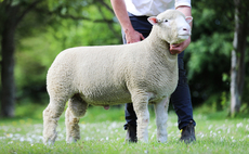  Auction mart sales round-up: Welsh Blacks to 7,500gns, Limousins to 15,000gns and breeding cattle to £4,400