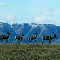 New research indicates caribou populations could decline 80 per cent by 2100