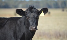 Cattle Australia is celebrating Australia's low risk classification by the EU when it comes to land management. 
