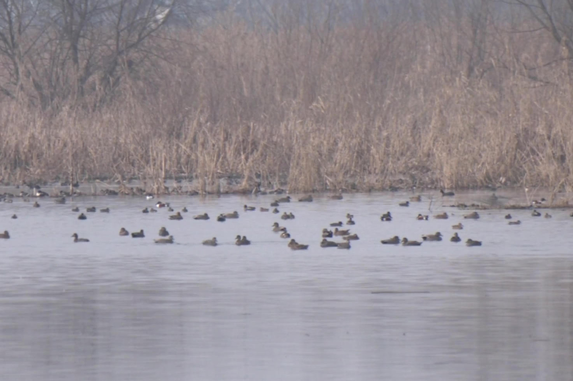 Migratory birds thrive in Kashmir as government strengthens ecological tourism and wetland protection