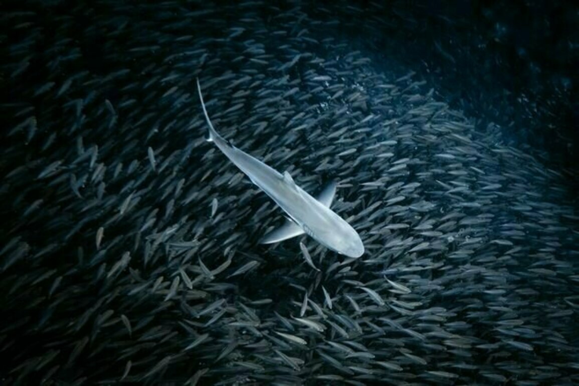 Sharks come in many different shapes and sizes. But they all follow a centuries-old mathematical rule