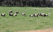 NSW sheep advisory group back