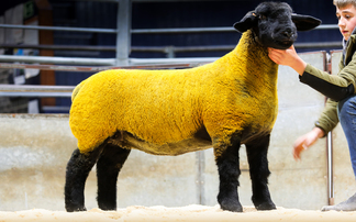 Ballynacannon lamb tops Dark Diamonds sale