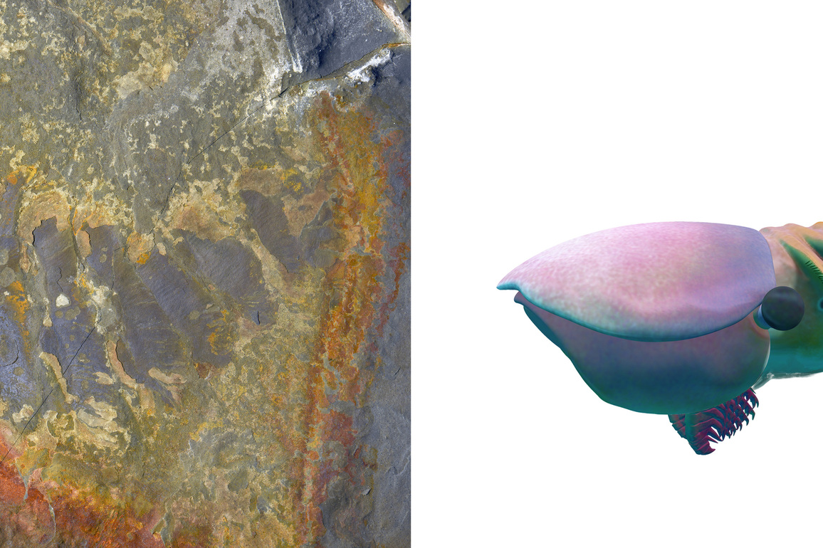 CHINA-JIANGSU-NANJING-CHINESE FOSSIL-EARTH'S EARLIEST MASS EXTINCTION (CN)