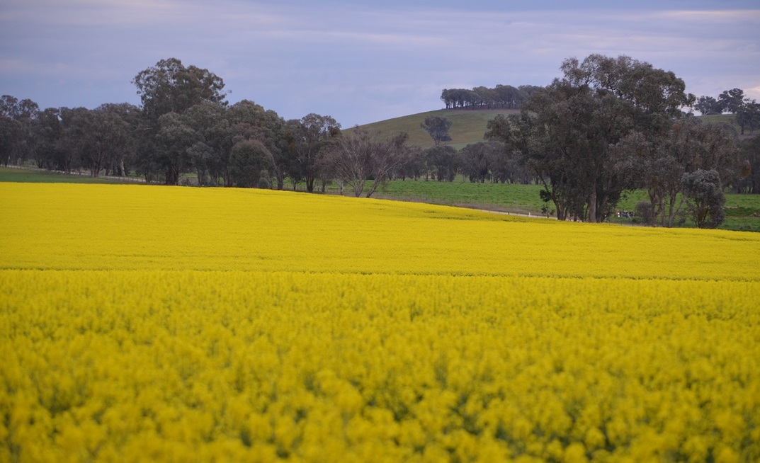Canola could be in short supply, as key growing regions continue to battle dry conditions. Credit: Mark Saunders.