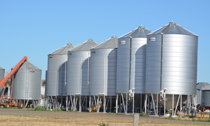 New preliminary research indicates storing wheat could improve falling number test results. 