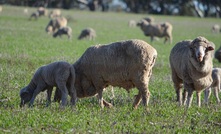  Keep and eye on stock for nutritional deficiencies. Picture Mark Saunders 