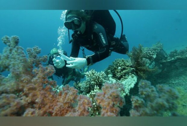 Eilat's Red Sea coral reefs deteriorating