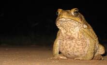 Cane toad invasion.