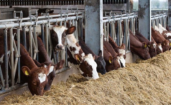 Ayrshire herd providing the milk