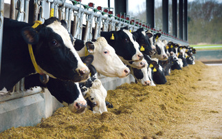 Danish researchers find no overall increase in mortality or decrease in milk yield in cows fed with Bovaer