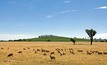Monitor sheep for supplementary feeding