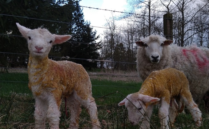 Cheshire Police Rural Crime Team said a 'number of' lambs were killed during the dog attack (generic)