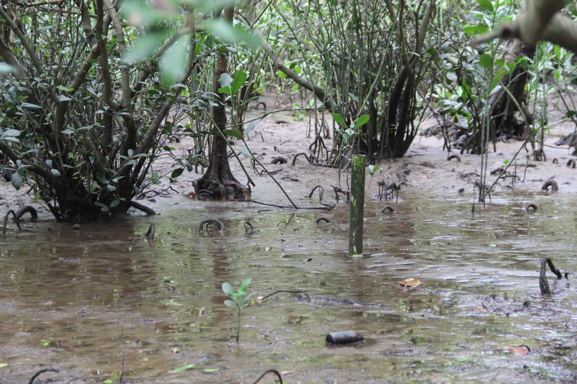 CHINA-GUANGDONG-GUANGZHOU-MANGROVE FOREST-COASTAL GUARDIANS (CN)