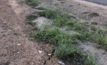  Localised cracking has occurred on a public road adjacent to a highwall at an open cut coal mine in New South Wales. 