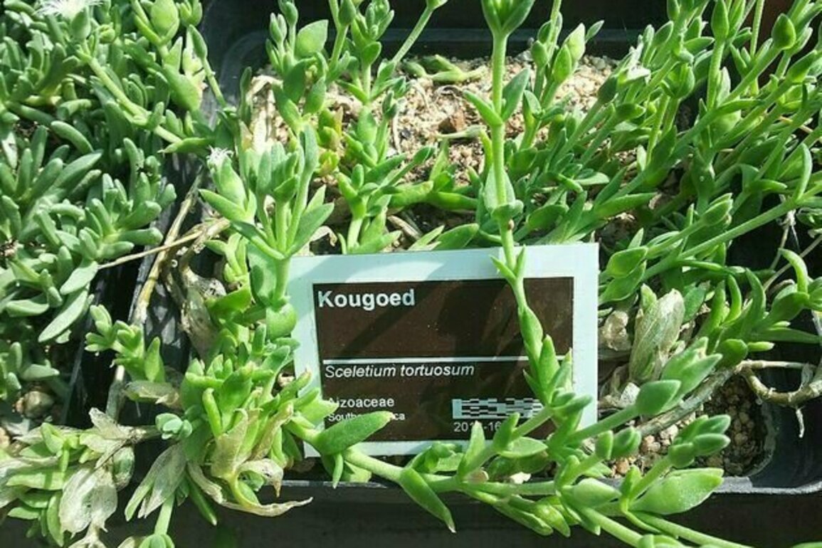 South African hunters chewed the kanna plant for endurance: new study tests its effects on mouse brain chemistry