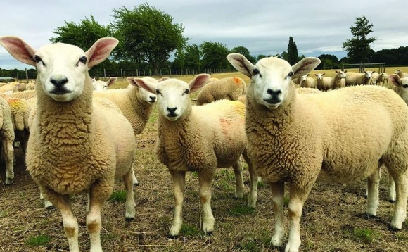 Wormer resistance threatens future of sheep farming