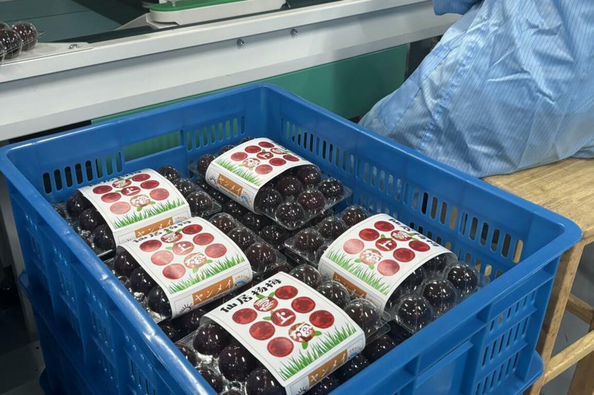 China's delicate waxberries go global with smart logistics support