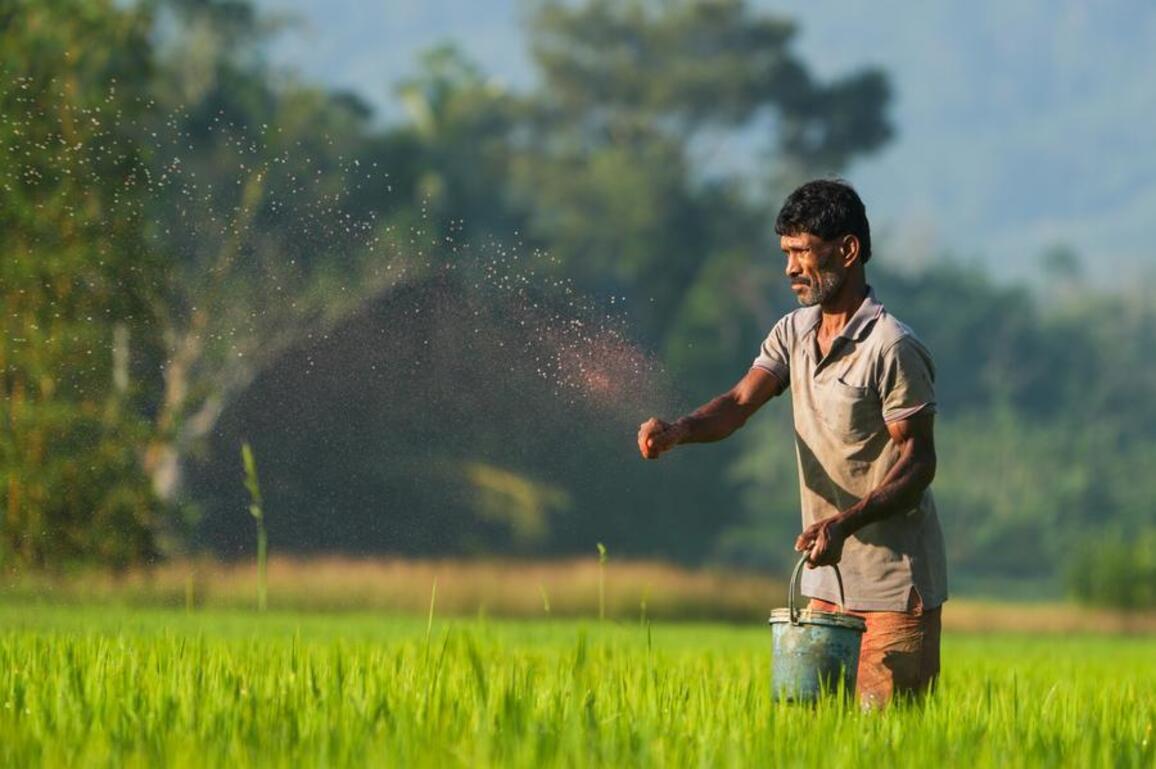 Asia Album: Farmer fertilize to paddy field in Sri Lanka
