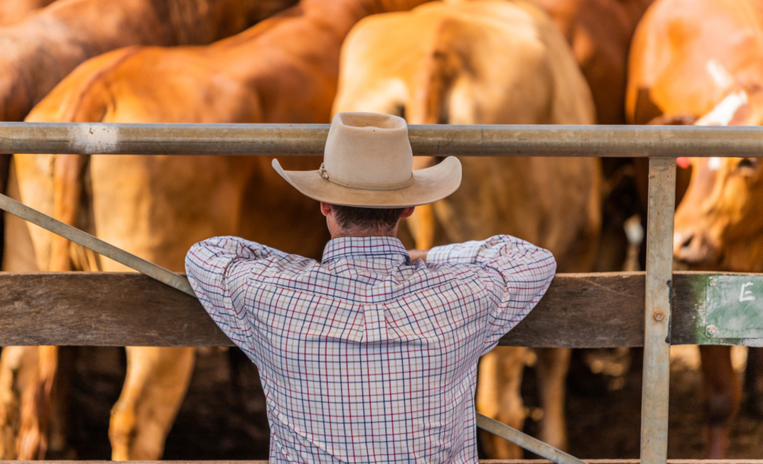 From record highs to decade lows: what's driving volatile livestock prices?  