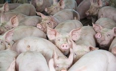 Labour shortage could see pigs destroyed