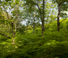 Utility Warehouse to fund three-year drive to restore Dartmoor's temperate rainforest