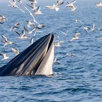 Scientists in south China turn earthquake monitor into low-cost whale listening device with AI