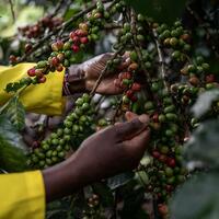 Behind the story of coffee (1): Unexpected gift from Africa