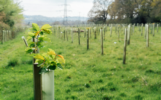 'Quality isn't binary': BeZero Carbon publishes claims methodology for carbon credit buyers