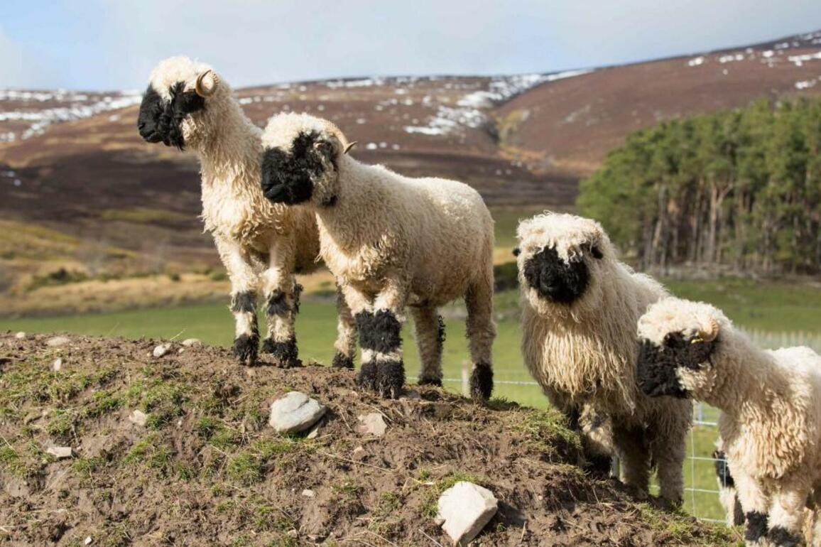 Unique in the UK support scheme gives 6m to upland hill farmers - The Herald