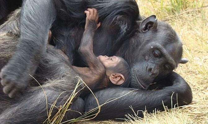 Area of Ebola risk from animals bigger than thought Area of Ebola risk from animals bigger than thought